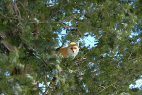 Лисы лезут на деревья в поисках легкой добычи