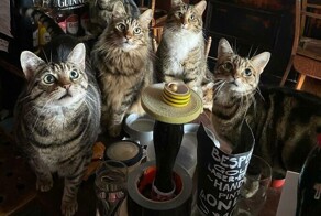 Кошачий паб: самое хитовое заведение в Бристоле