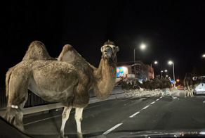 Неудачный побег из Шоушенка: в Австрии верблюды ускакали из цирка