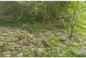 Самые страшные секунды в жизни смотрителя парка