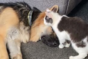Кот не даёт псу уснуть