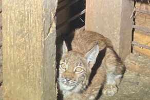 Котенок рыси, которого спасают в Приморье, начал проявлять активность