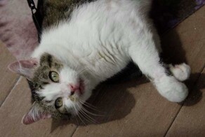 10 животных, которых успешно клонировали