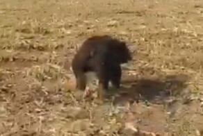 Рабочий сигналами прогнал медведя с поля