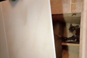 Куница залезла через канализацию в квартиру и устроила беспорядок