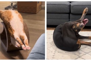 30 забавных кадров из жизни питомцев