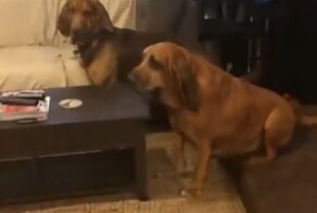 "Оставь меня в покое!": пес-приколист достал своего товарища