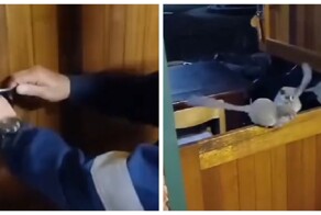 Кормёжка стаи голодных галаго