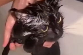 Мокрые и смешные: животные до и после душа