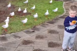 На мальчика напала стая пернатых грабителей
