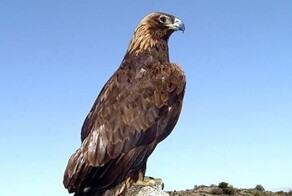 Беркут схватил и унёс дрон