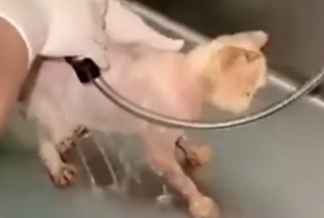Преображение уличного кота