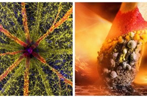 25 лучших снимков конкурса микрофотографии Nikon Small World 2023