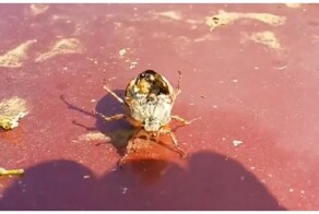 Гриб превратил жука в зомби