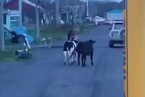 На Сахалине косолапый пастух замечен на рандеву с бурёнками