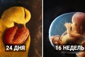 Как развивается ребёнок: фотограф показал волшебный процесс появление новой жизни на свет