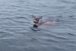 Спасатели заметили оленей, которые боролись за жизнь в ледяной воде