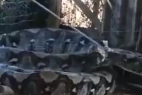 Жирненький питон терроризирует деревню в Индии