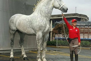 Першерон: титанические кони, в существование которых сложно поверить