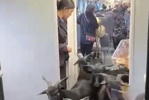 В Китае есть поезд для фермеров и их подопечных