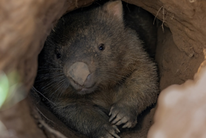 Вомбат: он откладывает «кубики» и может убить атакой сзади