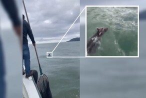 Турецкие рыбаки выловили из Черного моря медвежонка