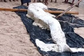 В Папуа-Новой Гвинее на берег выбросило «глобстера-русалку»
