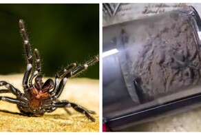 Австралийка обнаружила гигантского паука в пылесосе