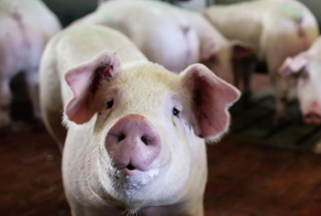 "Можно пустить на тушёнку": в подмосковной деревне Шатово бездомные свиньи завоняли чужие угодья