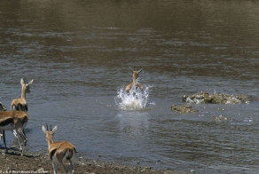 Газель с железными яйцами (4 фото)