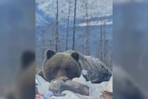 В Якутии упитанный медведь захватил местную свалку