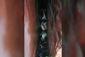 Спасатели достали собаку, застрявшую вверх лапами между стен гаражей