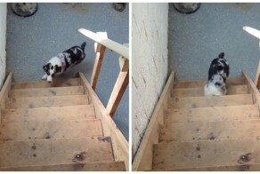 Ваш пёс сломался: забавное поведение питомца на лестнице