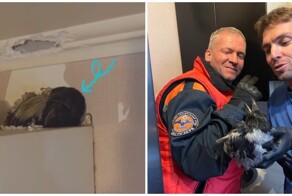 В Москве спасатели пришли на помощь вороне, проникнувшей в квартиру через вентиляцию