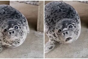 Морской котик, который в прошлой жизни был собакой