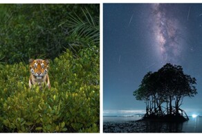 Секреты мангровых лесов: лучшие снимки конкурса Mangrove Photography Awards 2023