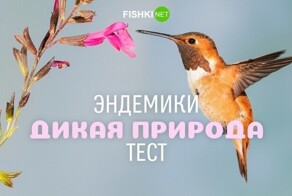 Эндемический тест