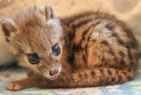 Фаналука – романтичный мадагаскарский бочонок на лапках