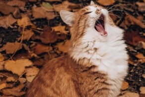 Листопад как важная веха в жизни котиков