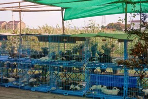 В Китае спасли 1000 кошек, мясо которых планировалось продать под видом баранины