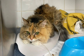В ветклинику принесли кошечку по кличке Коврик, к которой прилагалась инструкция по уходу