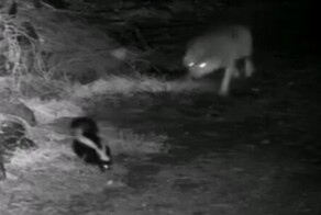 Занюхнул: попытка волка напасть на скунса