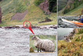 Овца два года выживает на изолированном пляже в Шотландии