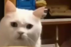 Любимой игрушке котика понадобилась срочная операция