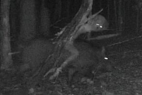 Самые странные и жуткие снимки, сделанные лесными фотоловушками