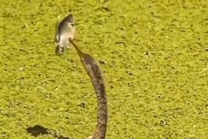 Самое напряженное видео за сегодня: серая цапля и рыба