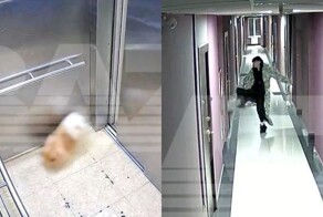 Девушка подняла на уши полдома из-за потерявшегося шпица — оказалось, что он катался на лифте