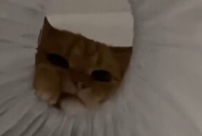 Новый необычный домик кота