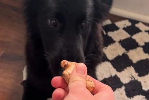 Забавная реакция пса на имбирь