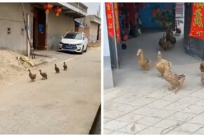 Сбор утиной банды